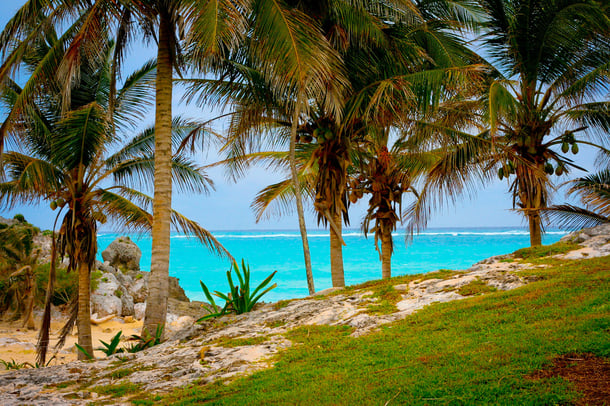 bermudiana coast