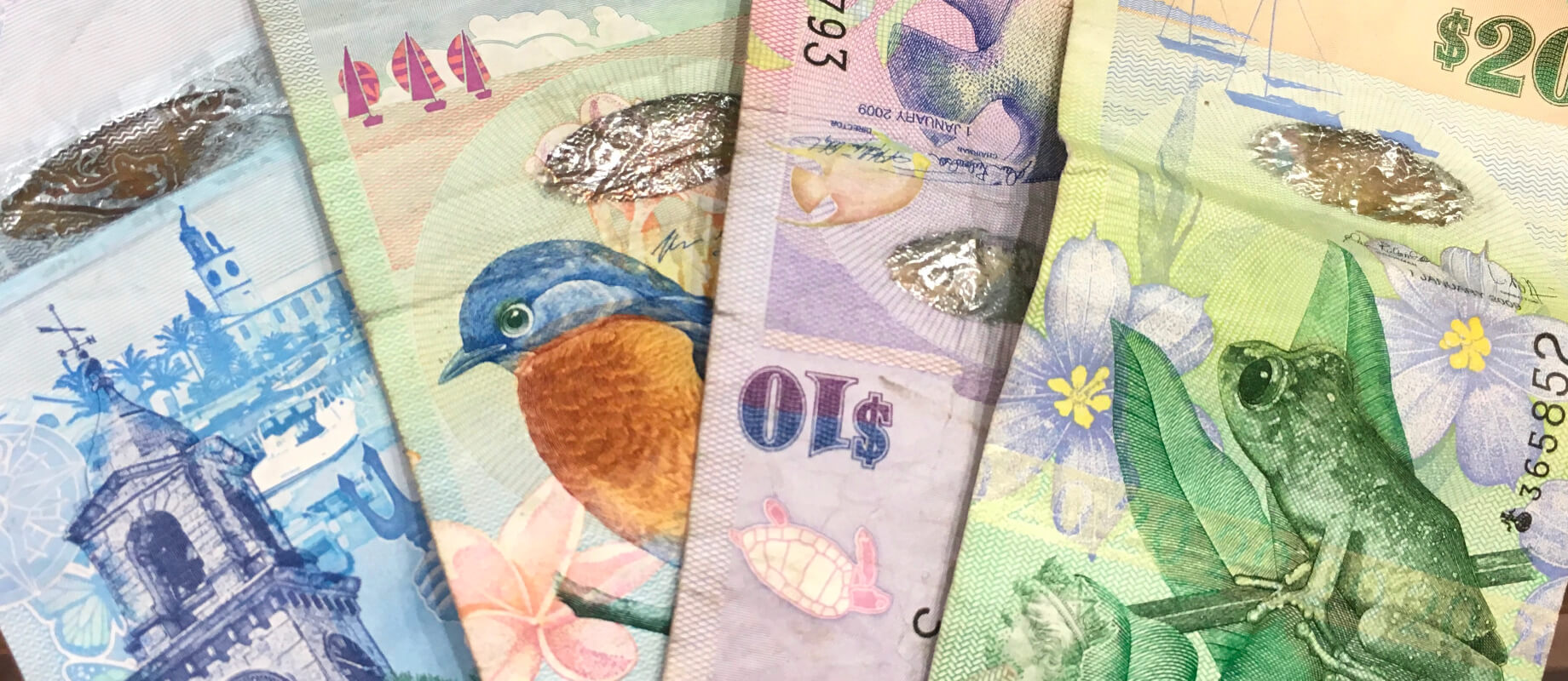 bermuda-money (1)