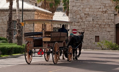 horse and carriage in bermuda