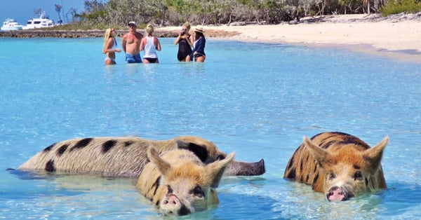 the-swimming-pigs-the-exumas