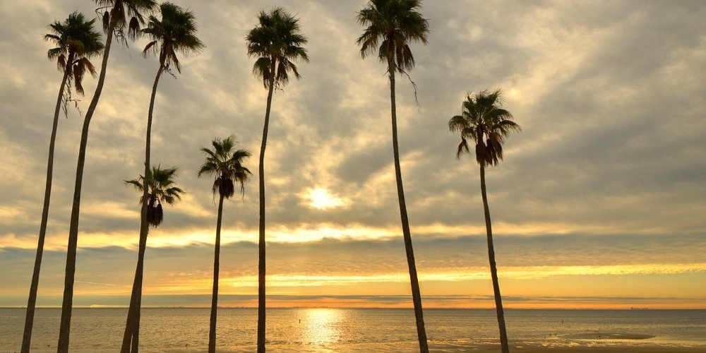 Palm trees on a beach with golden sunlight-1-131445-edited