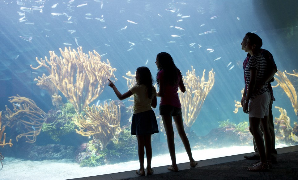 head-aquarium-family-kids-fish-tank